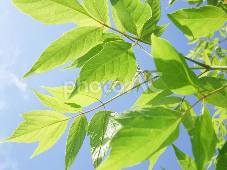 日差しを受ける木の葉 木漏れ日,木,風景の写真素材