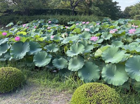 蓮の花 蓮の花 ハス,蓮子,蓮の写真素材