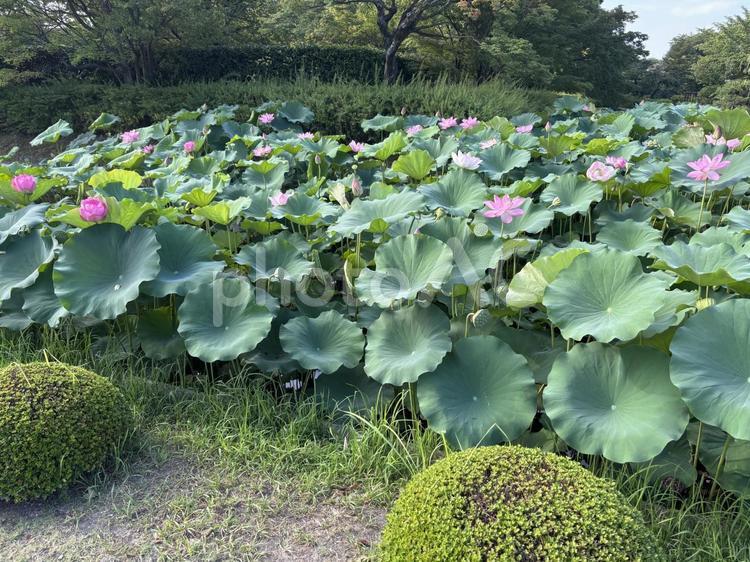 蓮の花 ハス,蓮子,蓮の写真素材