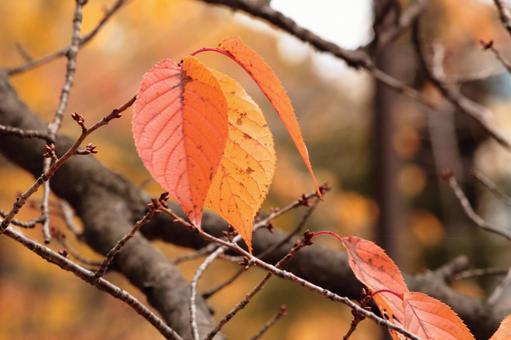 赤く色づいた葉っぱ 紅葉,葉,木の葉の写真素材