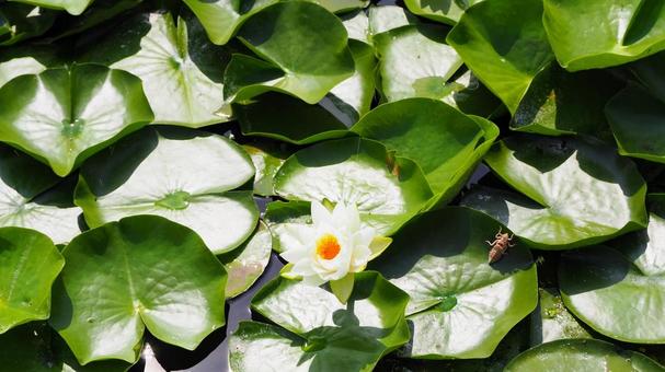 夏の水元公園・池に咲く白色の睡蓮・葛飾区 夏の水元公園・池に咲く白色の睡蓮・葛飾区の写真