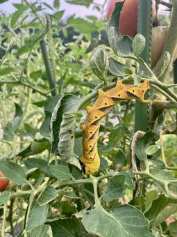 Photo, moth, larva, eastern death&#39;s head hawk, 