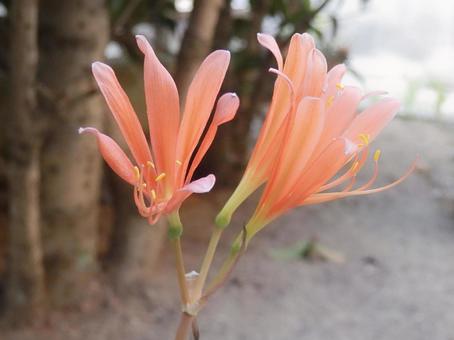 【花の写真】庭に咲くキツネノカミソリ 【花の写真】庭に咲くキツネノカミソリの写真
