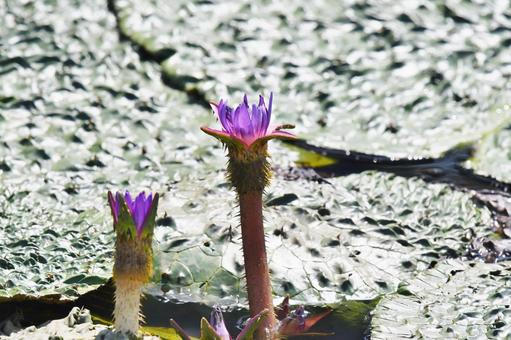 オニバスの花 オニバスの花の写真