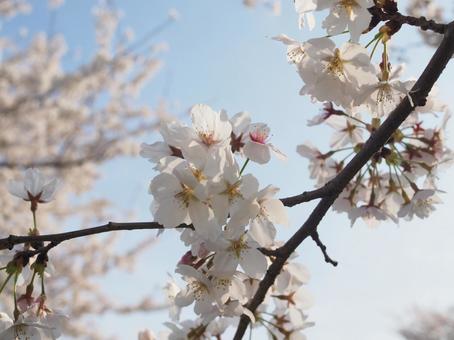 桜 桜 桜,春,花の写真素材