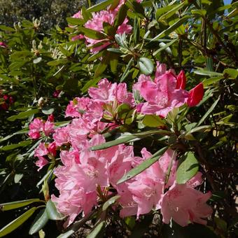 美しい花のセイヨウシャクナゲの写真