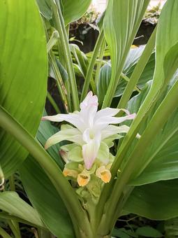 ウコンの花 ウコンの花の写真