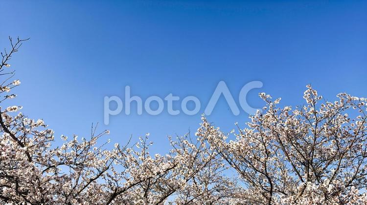 春の青空と満開の桜の木 桜,満開,花見の写真素材