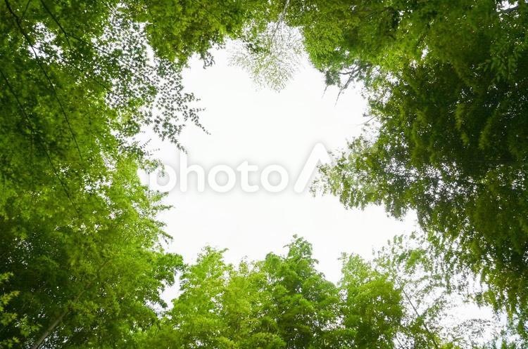 緑の中の包まれた空間 緑,輪,空間の写真素材