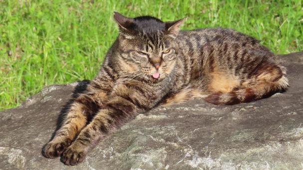 日向ぼっこもお茶目なあざと過ぎる猫 日向ぼっこもお茶目なあざと過ぎる猫 猫,キジトラ,寝そべるの写真素材