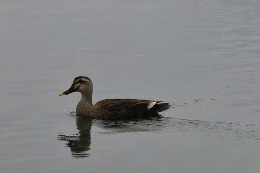 Duck, JPG