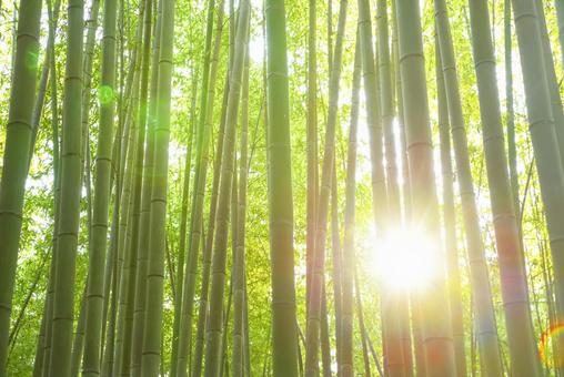 京都嵐山 竹林の小径の自然美 京都嵐山 竹林の小径の自然美 竹林の小径,竹林,竹の写真素材