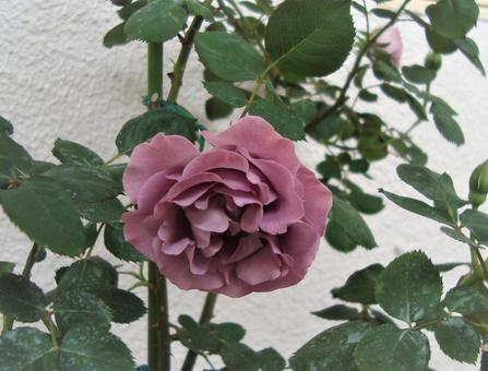 バラ バラの写真