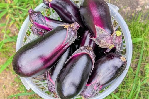 ナス ナス ナス,収穫,野菜の写真素材