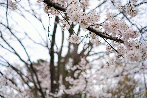 Cherry blossoms at Bessho Numa Park, JPG