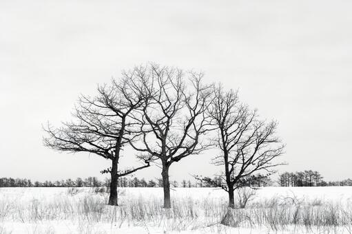 冬の雪原に立つ三本の木立の造形美 木立,樹木,雪原の写真素材