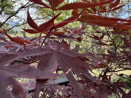 Autumn leaves, JPG