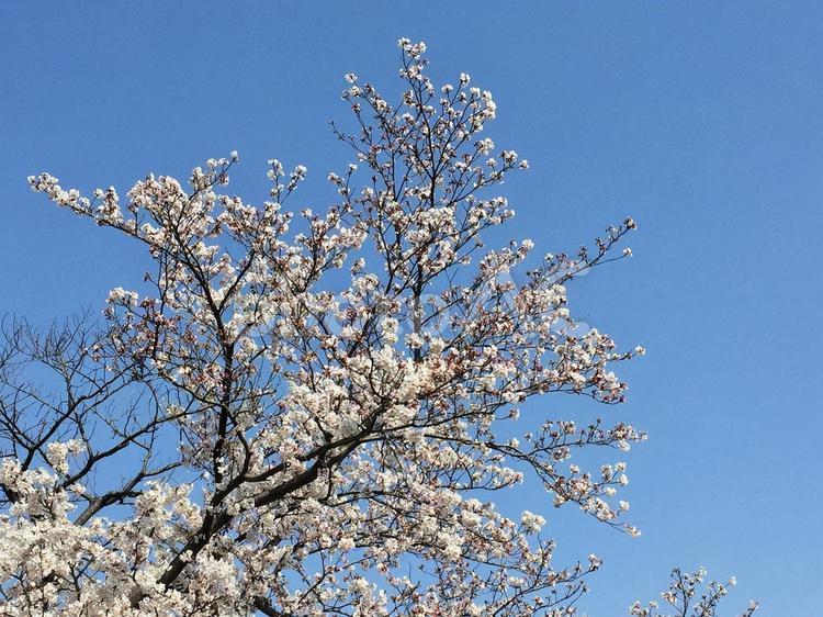 青空と満開の桜花 青空,雲一つない,快晴の写真素材