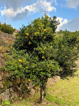 黄色いゆずの実 自然,木,ゆずの写真素材