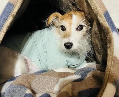 ジャックラッセルテリア ジャックラッセルテリア ジャックラッセルテリア,犬,ペットの写真素材