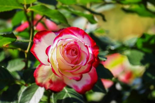 薔薇 ジュビレデュプリンスドゥモナコ2 薔薇 ジュビレデュプリンスドゥモナコ2の写真