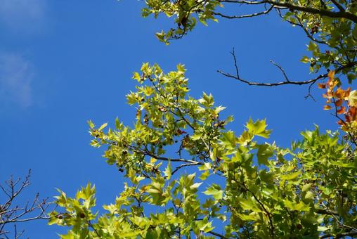木の葉 葉,植物,木の写真素材