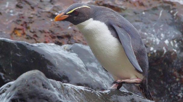 岩場を歩くフィヨルドランドペンギン 岩場を歩くフィヨルドランドペンギンの写真