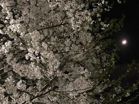 夜桜B  夜桜B の写真