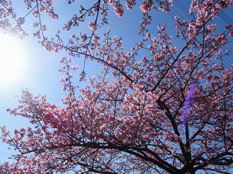 河津桜の公園-82 河津桜の公園-82 公園,河津桜,花びらの写真素材