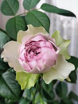 ベランダのバラ・コフレ ベランダのバラ・コフレ 薔薇,バラ,コフレの写真素材