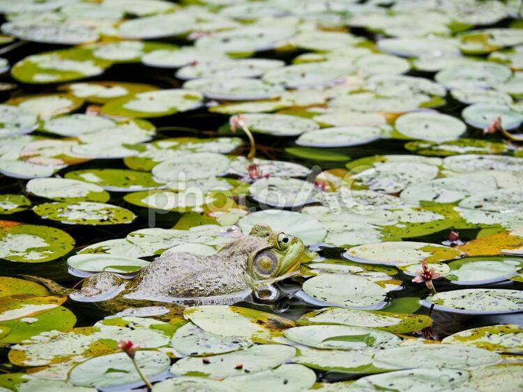 ハスの葉に紛れる大きなカエル カエル,ウシガエル,ハスの写真素材