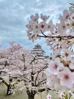 鶴ヶ城 鶴ヶ城,会津鶴ヶ城,会津若松の写真素材