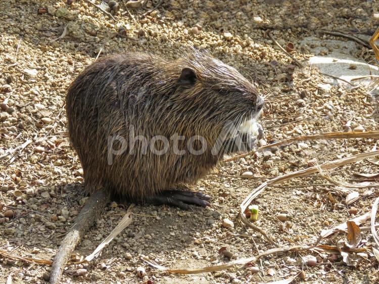 エサを食べるヌートリアの子供 ヌートリア,動物,哺乳類の写真素材