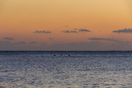 Waterfowl flying over the sea at sunset, JPG Waterfowl flying over the sea at sunset, JPG