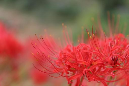 彼岸花・クローズアップ02 秋,鮮やか,美しいの写真素材