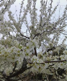 満開のスモモの花 満開のスモモの花の写真