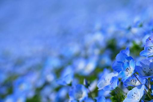 Nemophila 3, JPG
