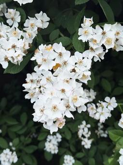 のいばらの写真