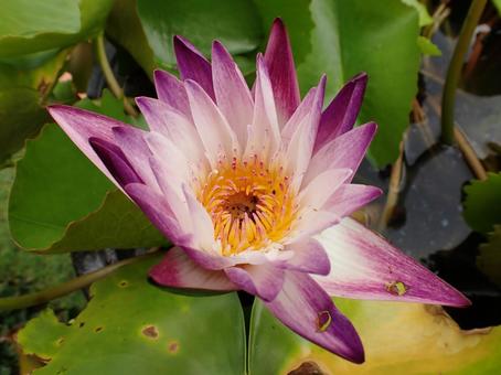 紫色の熱帯スイレンの花 紫色の熱帯スイレンの花 紫色,熱帯スイレン,花の写真素材