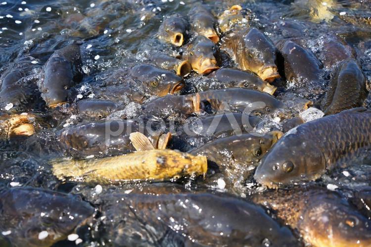 水面を揺らすコイの群れ 真鯉,錦鯉,コイの写真素材