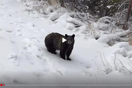 降りしきる雪とクマの写真