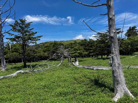 大台ヶ原正木ヶ原 大台ヶ原正木ヶ原の写真
