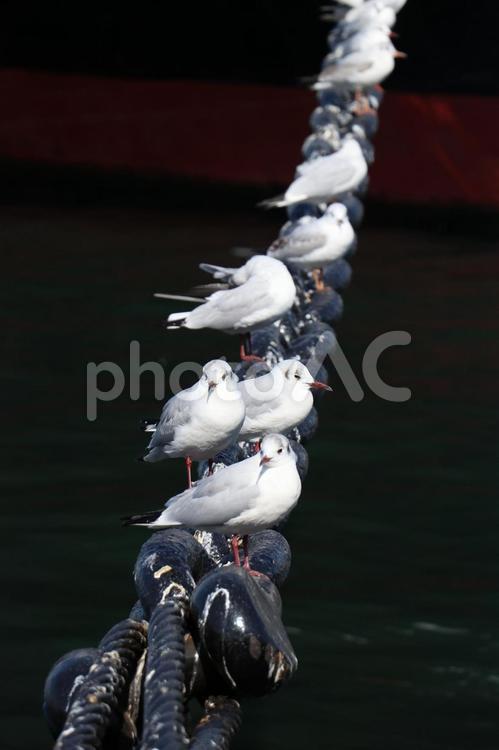 連なるユリカモメ1（3月撮影） ユリカモメ,カモメ,鳥の写真素材