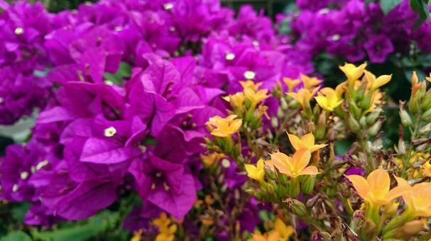 鮮やかなブーゲンビリアとオレンジの花 鮮やかなブーゲンビリアとオレンジの花の写真