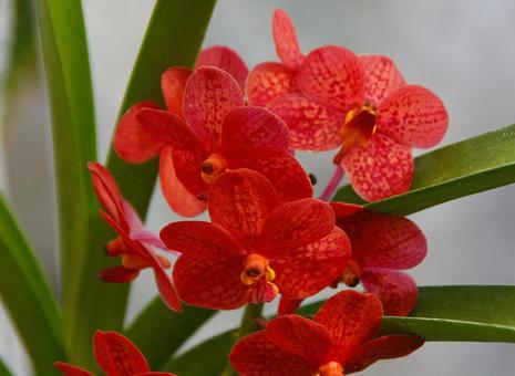 アスコケンダ 'Medasanda' アスコケンダ 'Medasanda'の写真