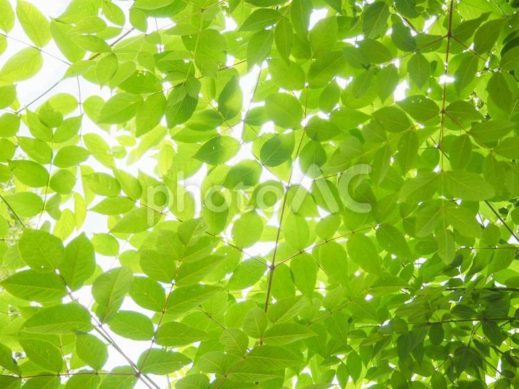 新緑の葉／自然を感じる爽やかな緑の素材 新緑,青葉,緑の葉の写真素材