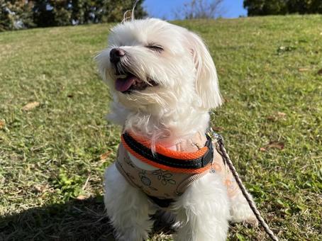 犬の散歩 犬,マルチーズ,散歩の写真素材