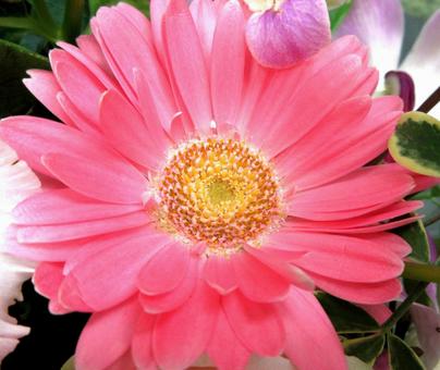 ピンクガーベラ 花,ガーベラ,ピンクの写真素材