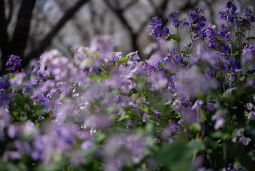 春の野に咲くムラサキハナナ ムラサキハナナ,紫花菜,オオアラセイトウの写真素材
