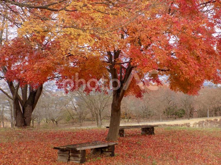 ベンチと紅葉 紅葉,もみじ,秋の写真素材